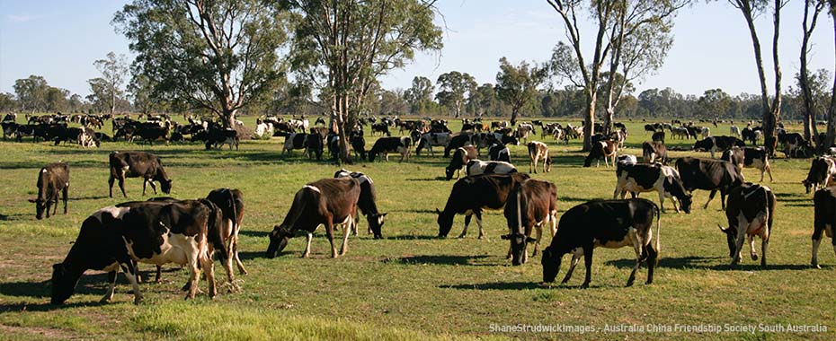 South Australian dairy industry