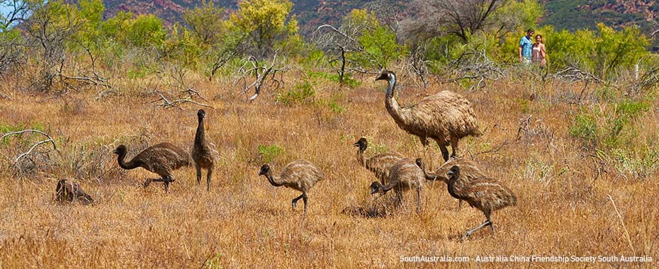 Emus in the wild at the Flinders Ranges National Park, South Australia