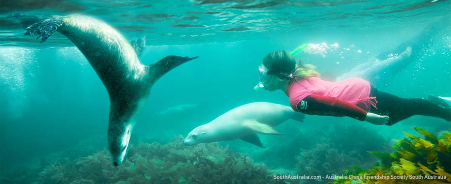Swimming with sealions, Seal Cove, Port Lincoln, South Australia